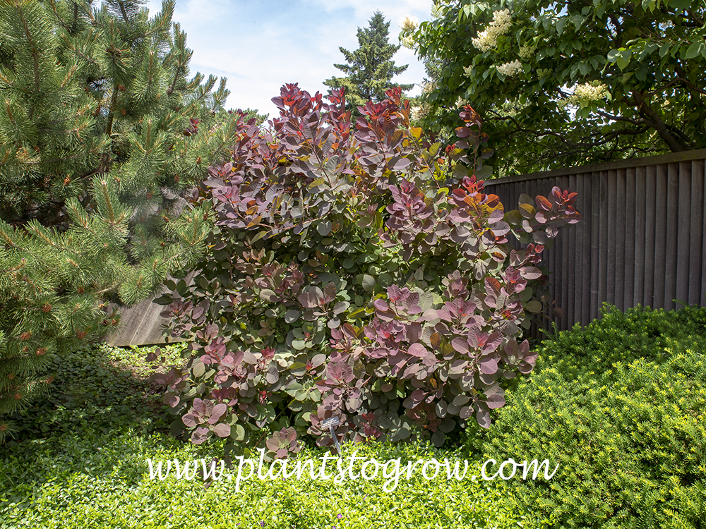 Grace Smoke Bush (Cotinus coggygria)